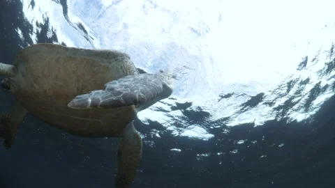 Marine scientist studies the unique behaviour of a sea turtle taking a Stock Footage 178825051
