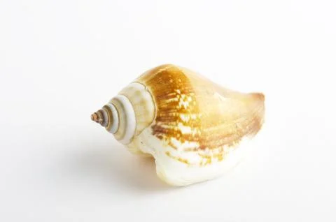 Marine sea shell in a studio setting against a white background Stock Photos