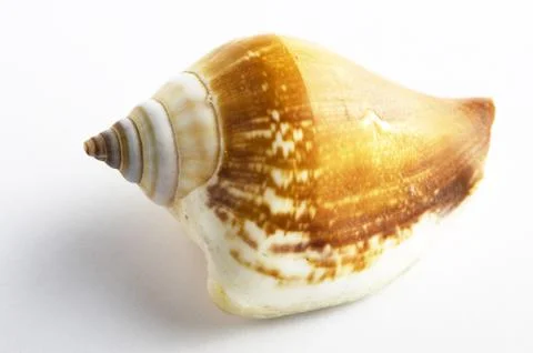 Marine sea shell in a studio setting against a white background Stock Photos