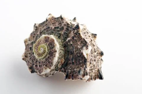 Marine sea shell in a studio setting against a white background Stock Photos