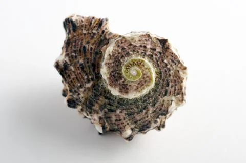 Marine sea shell in a studio setting against a white background Stock Photos