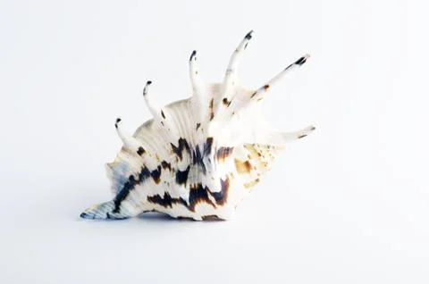 Marine sea shell in a studio setting against a white background Foto stock