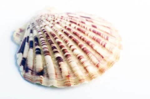 Marine sea shell in a studio setting against a white background Stock Photos