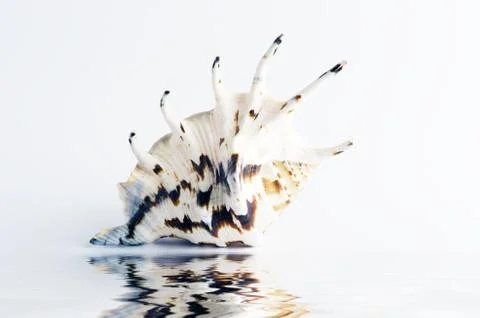Marine sea shell in a studio setting against a white background Stock Photos