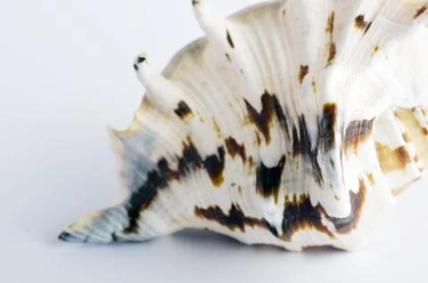 Marine sea shell in a studio setting against a white background Foto stock