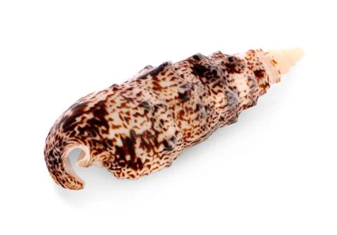 Marine sea shell in a studio setting against a white background. Stock Photos