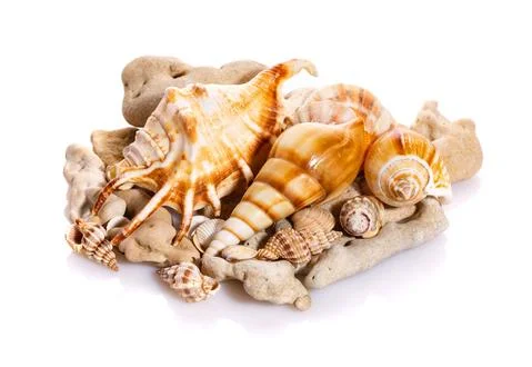 Marine sea shell in a studio setting against a white background. Stock Photos