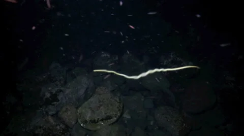 Marine sea worms swimming underwater at , Stock Video