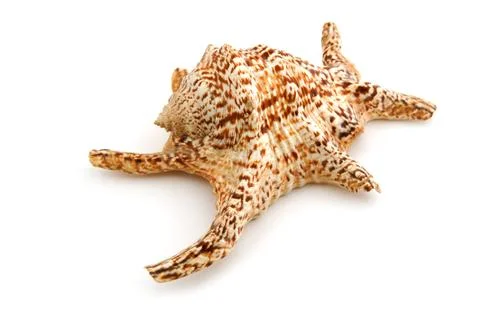 Marine seashell Stock Photos