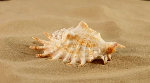 Marine seashell on sand, rotation, close up Stock Footage 54226610
