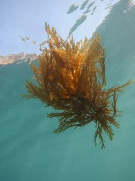 Marine seaweed floating in the ocean - dictyota dichotoma - Abstract macroalgae Stock Photos