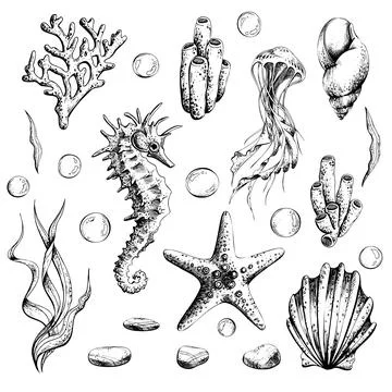 Marine set of isolated illustrations on a white background seahorse, jellyfish Stock Illustration