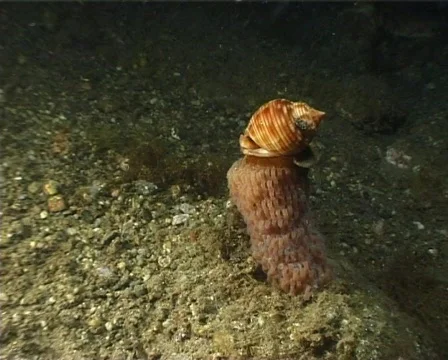 Marine Shell (C104) 動画素材 104334