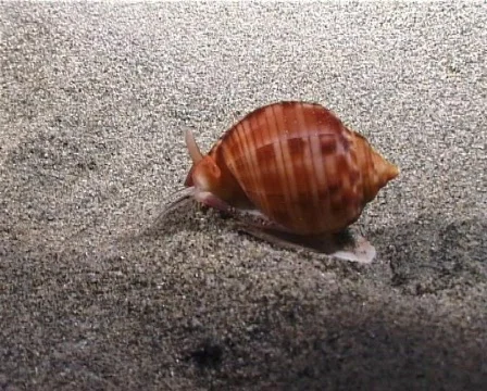 Marine Shell (D012) 動画素材 148107