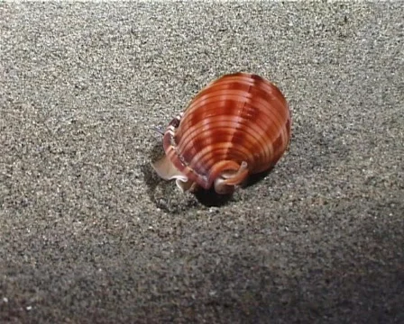 Marine Shell (part 1) 動画素材 149570