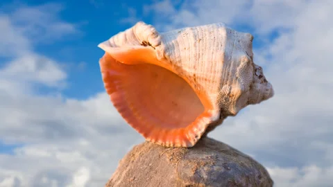 Marine shell on a stone time lapse scene Video stock 252129088