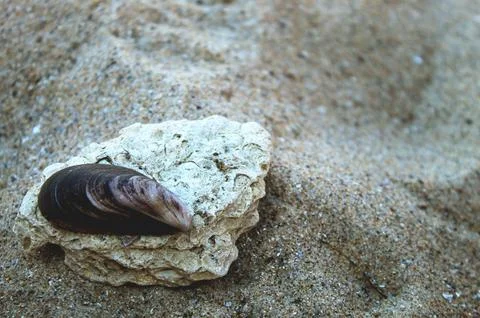 Marine Shell on Weathered Rock Composition Stock Photos