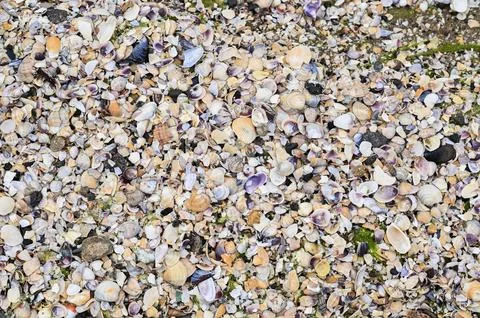 Marine shells form abstract texture on coastal sand surface. Stock Photos
