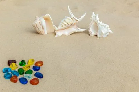 Marine shells on sand Stock Photos