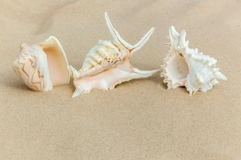 Marine shells on sand Stockfoto's