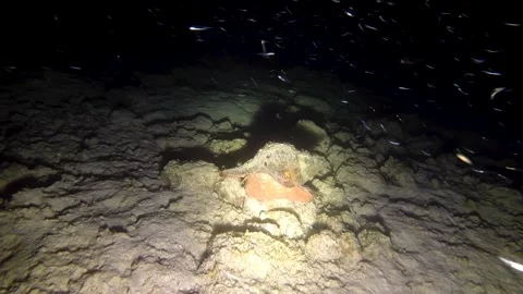 Marine snail crawling along the bottom of the sea Stock Footage 242000533