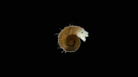Marine snail under microscope, class Gastropoda, type Mollusca, has a spiral Stock Footage 229923703