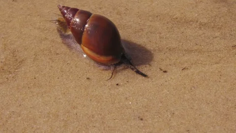 Marine snails 動画素材 311804773