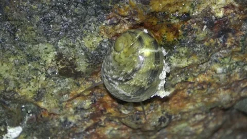 Marine snails, Malaysia Video stock 206577341