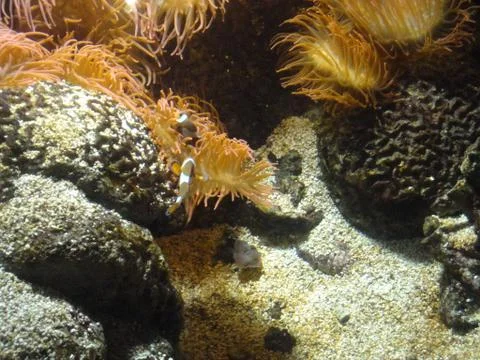 Marine sources Stock Photos