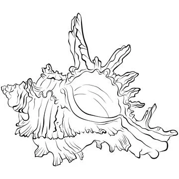 Marine spiked shell of spiral shape line art Stock Illustration