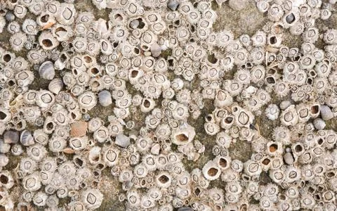 Marine texture Stock Photos