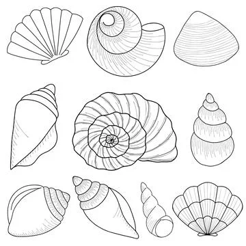 Marine theme set. Sea shells. Different seashells isolated on white backgro.. Stock Illustration