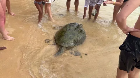 Marine turtle close to the beach, surrounded by tourists taking photos Stock Footage 323584674