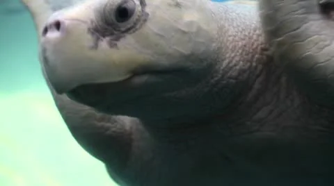 Marine turtle closeup Stock-Footage 8948040