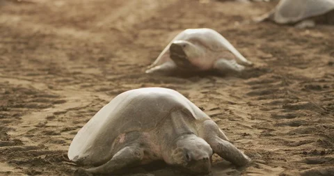 Marine turtle crawling on the sand Stock Footage 109539224