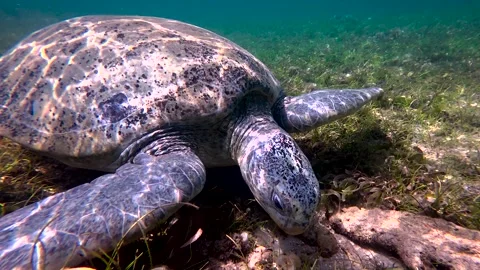 Marine Turtle Feeding on Algae in Clear Blue Tropical Waters Stock Footage 321999857