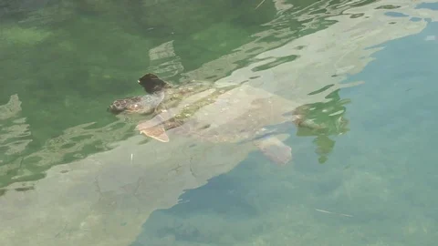 Marine Turtle Stock Footage 92257249