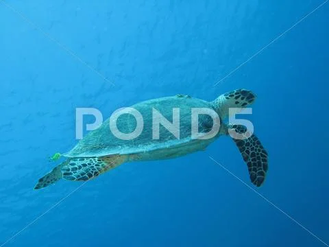 Marine turtle Stock Photos