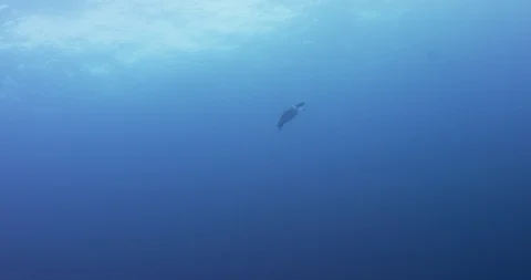 Marine turtle swimming alone in deep blue sea water Stock Footage 109396265