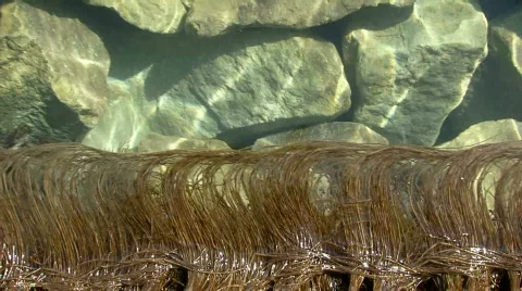 Marine vegetation Stock Footage 726191