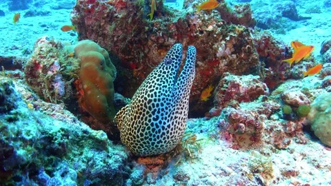 Marine wildlife - Leopard moray eel  Video stock 172081572
