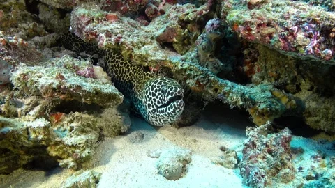 Marine wildlife - Leopard moray eel  Video stock 273166200
