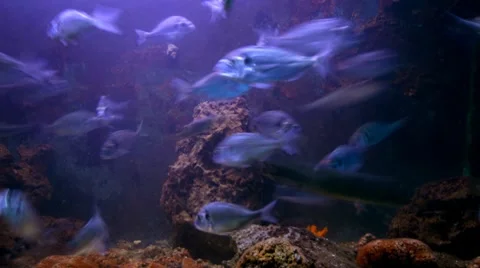 Marine wonders Stock Footage 7922698