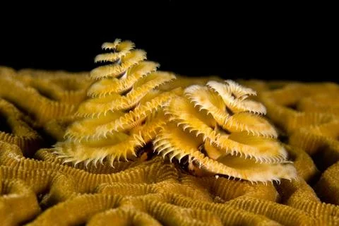Marine worm Stock Photos
