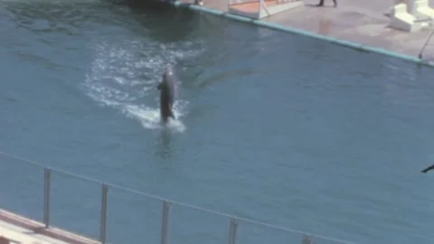 Marineland of the Pacific - 1965: dolphin perform tricks in oceanarium pool show Stock Footage 233451453