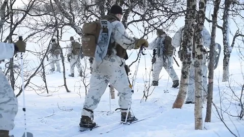 Marines trekking through trees over snow during exercise White Claymore, Norway Stock Footage 103588637