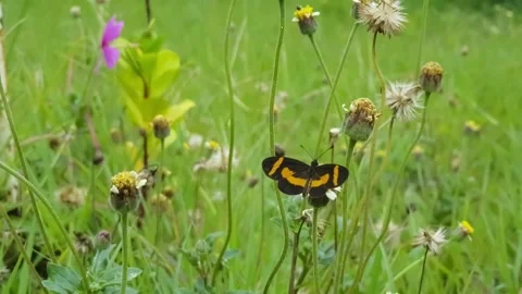 Mariposa Stock Footage 137835224