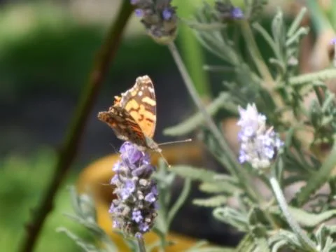 Mariposa Monarca 库存照片