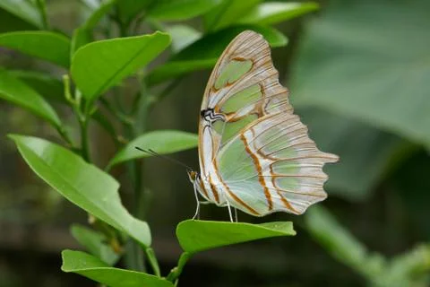 Mariposa Stock Photos