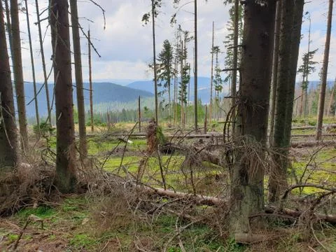 Marisel cutting down forest environmental issue Stock Photos